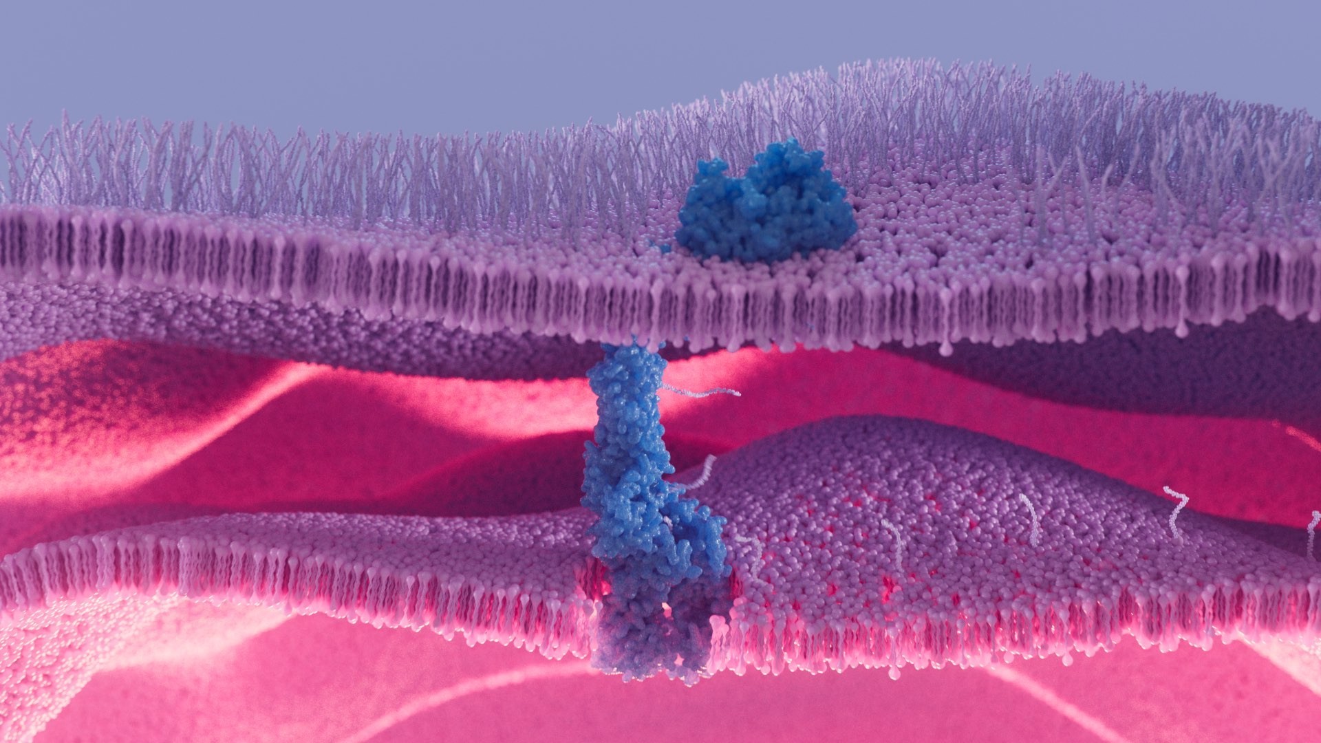 3d animation of  Blue protein nestled in a magenta cell membrane.jpg